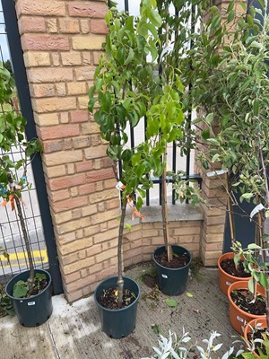 Lot 12L Concorde/Conference/Comice (family) pear...