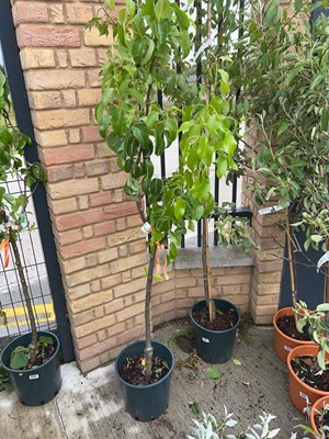 Lot 12L Concorde/Conference/Comice (family) pear...