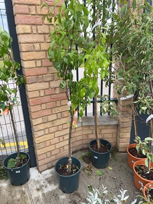 Lot 12L Concorde/Conference/Comice (family) pear...