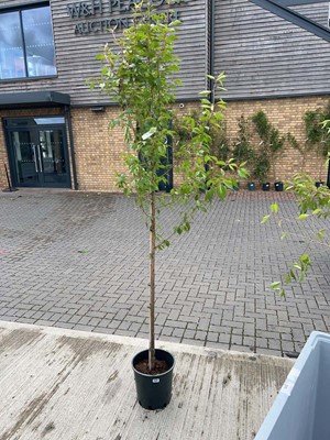 Lot Approx. 7ft 12L potted Prunus Okame cherry...