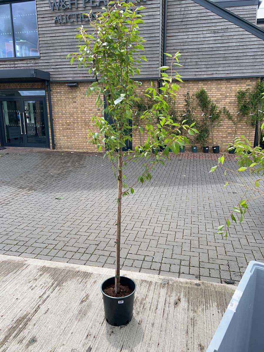 Lot 2530 - Approx. 7ft 12L potted Prunus Okame cherry...