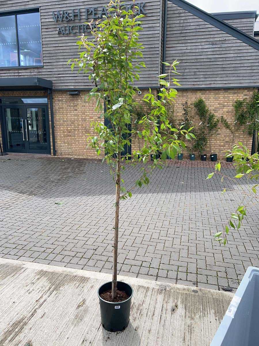 Lot 2531 - Approx. 7ft 12L potted Prunus Okame cherry...