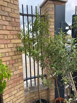 Lot Approx. 7ft 12L potted Prunus Okame cherry...