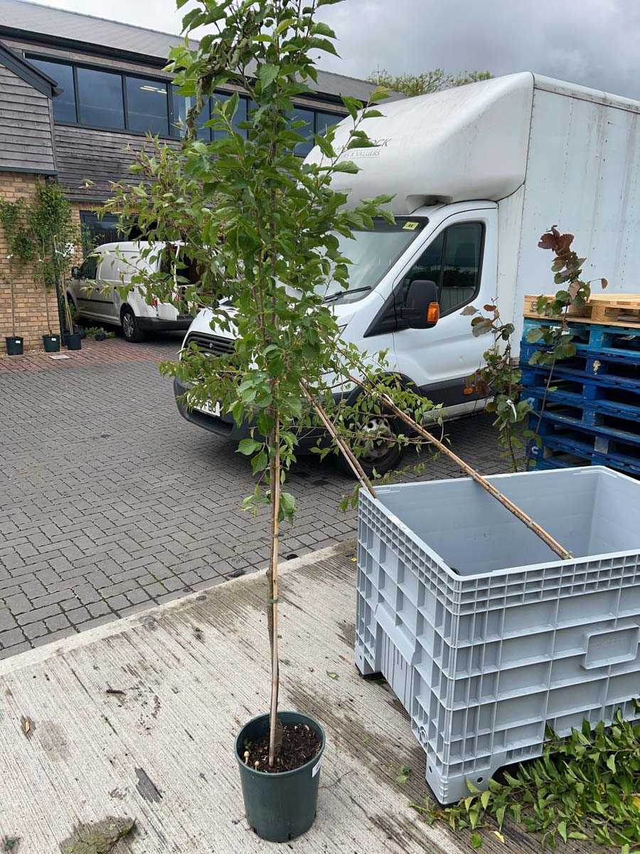Lot 2533 - Approx. 7ft 12L potted Prunus Snow Goose...