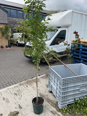 Lot Approx. 7ft 12L potted Prunus Snow Goose...