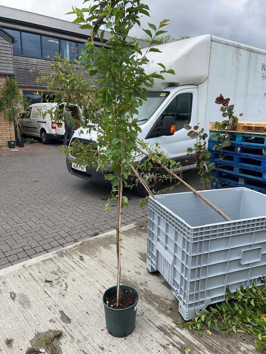 Lot 2534 - Approx. 7ft 12L potted Prunus Snow Goose...