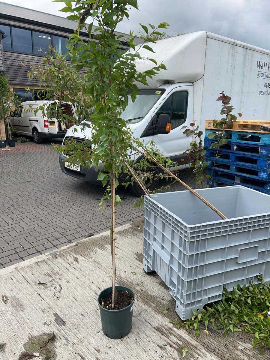 Lot 2535 - Approx. 7ft 12L potted Prunus Snow Goose...