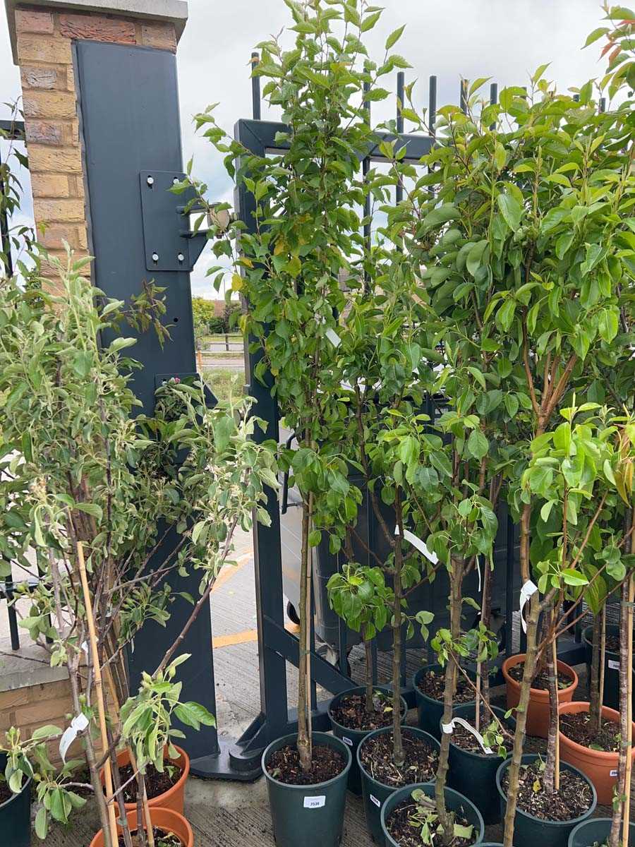 Lot 2536 - Approx. 7ft 12L potted Prunus Snow Goose...