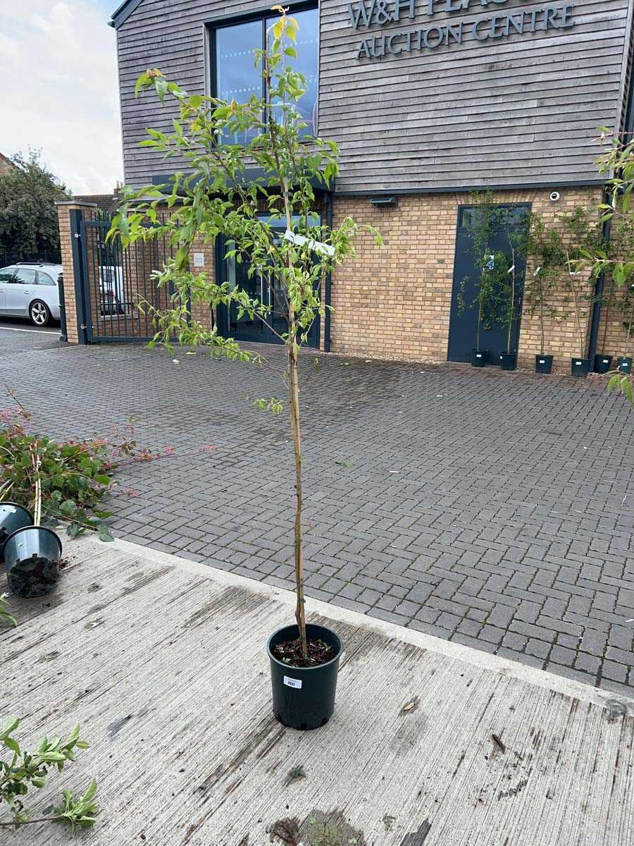 Lot 2537 - Approx. 7ft potted Prunus Autumnalis Rosea...