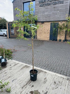 Lot Approx. 7ft potted Prunus Autumnalis Rosea...