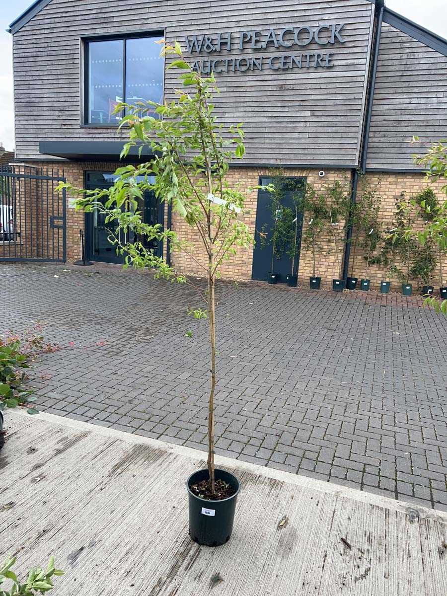 Lot 2538 - Approx. 7ft potted Prunus Autumnalis Rosea...