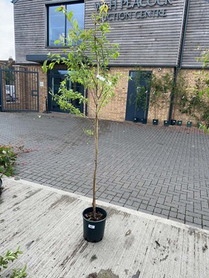 Lot Approx. 7ft potted Prunus Autumnalis Rosea...