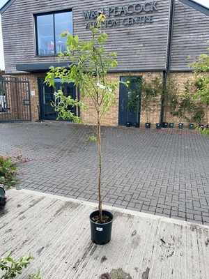 Lot Approx. 7ft potted Prunus Autumnalis Rosea...