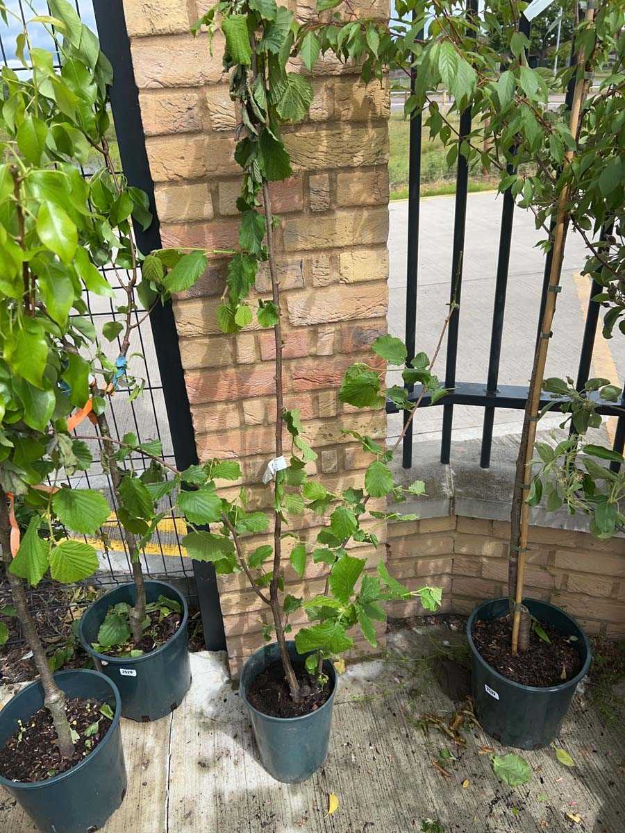 Lot 2541 - Potted 7L Filbert Cosford hazelnut shrub