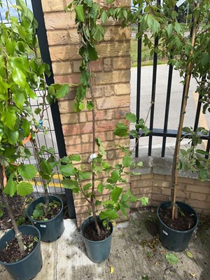 Lot Potted 7L Filbert Cosford hazelnut shrub