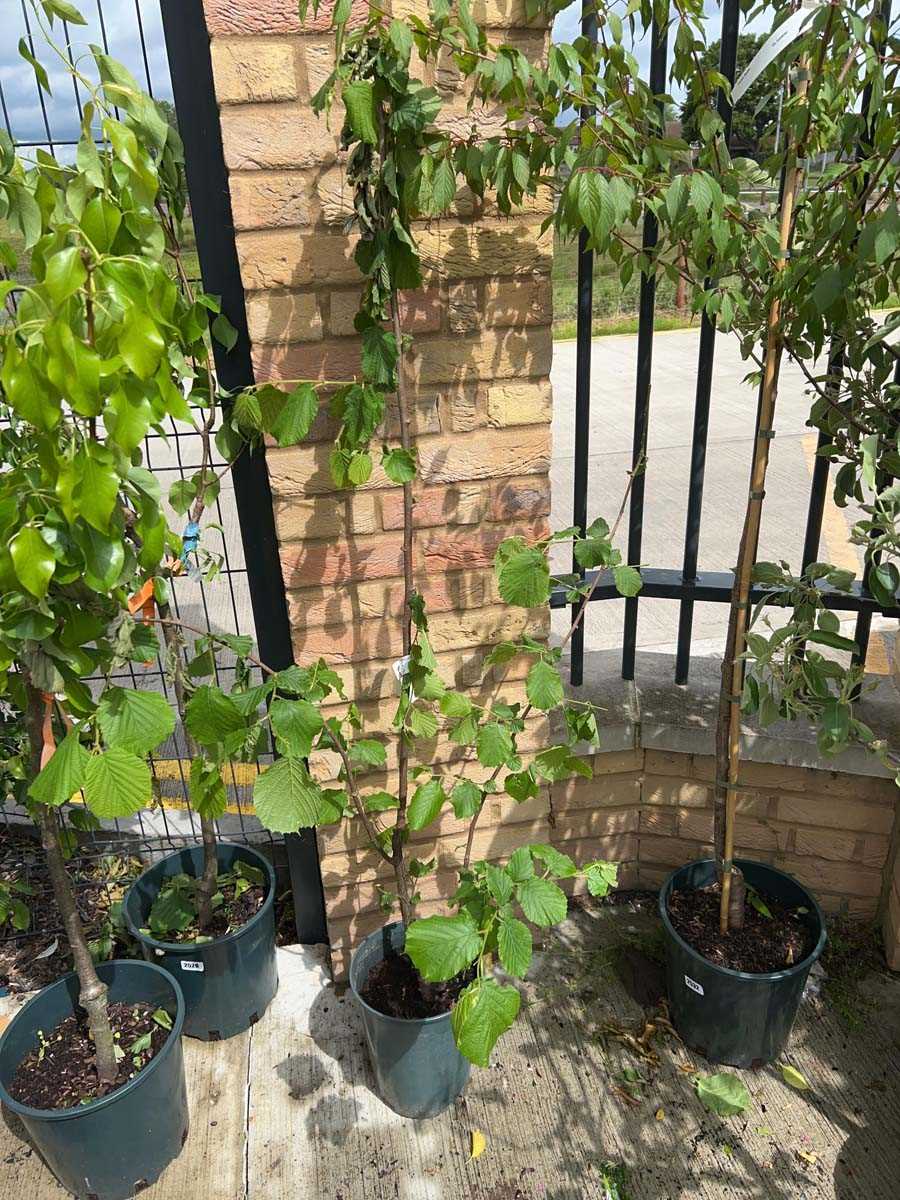 Lot 2542 - Potted 7L Filbert Cosford hazelnut shrub