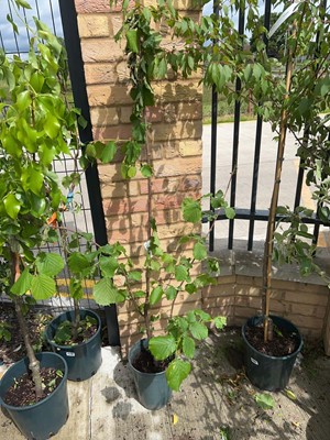 Lot Potted 7L Filbert Cosford hazelnut shrub