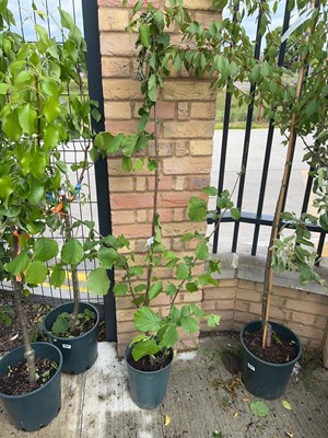 Lot Potted 7L Filbert Cosford hazelnut shrub
