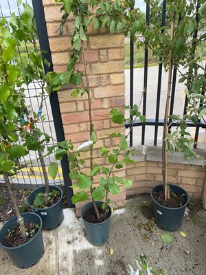 Lot Potted 7L Filbert Cosford hazelnut shrub