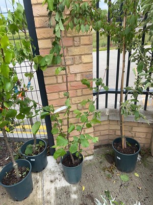 Lot 2544 - Potted 7L Filbert Cosford hazelnut shrub