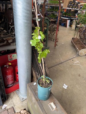 Lot Potted 3L Flame Red seedless grapevine