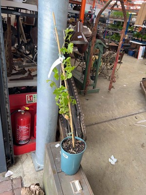 Lot Potted 3L Flame Red seedless grapevine
