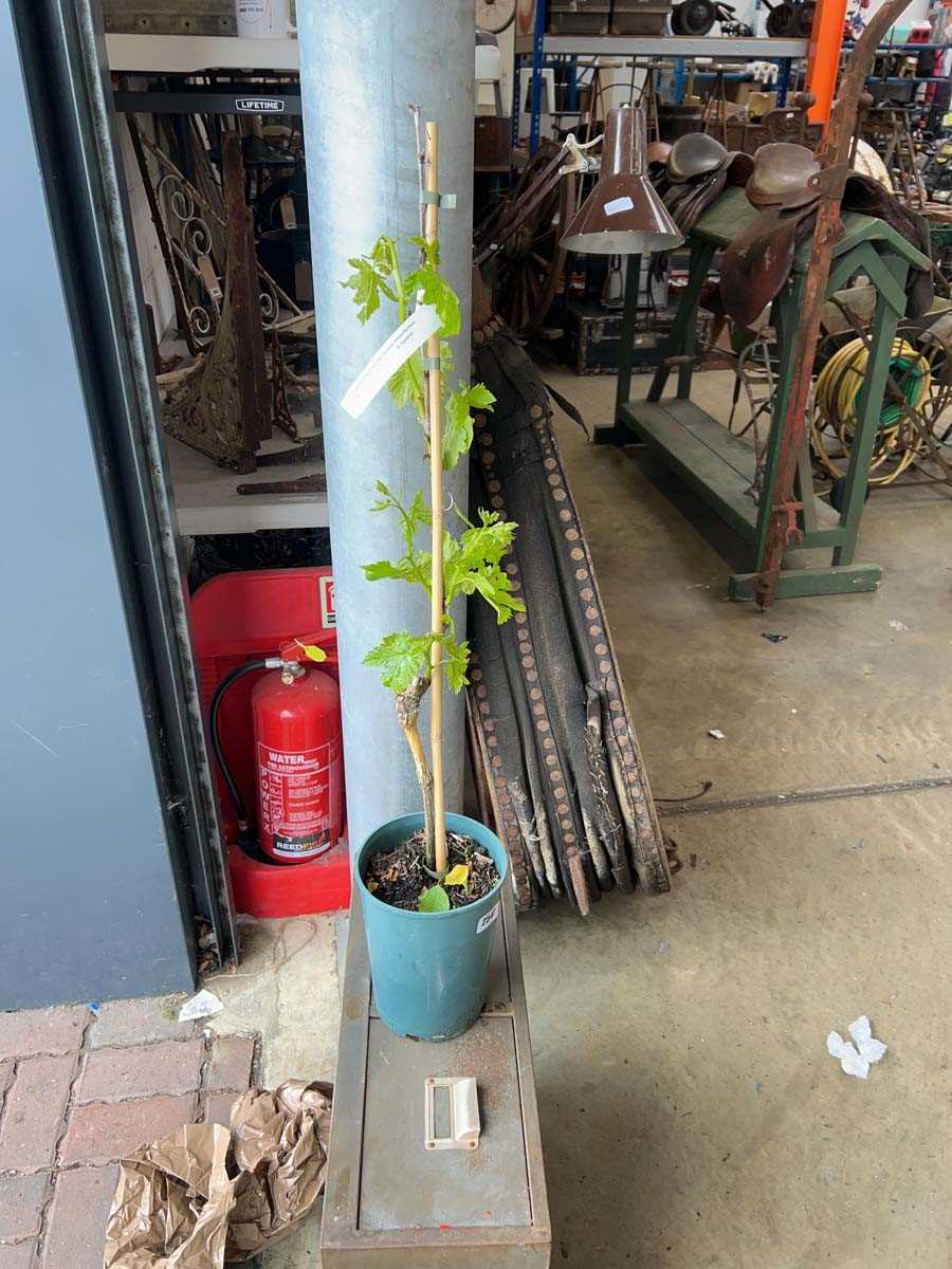 Lot 2547 - Potted 3L Flame Red seedless grapevine