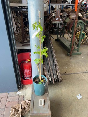 Lot Potted 3L Flame Red seedless grapevine