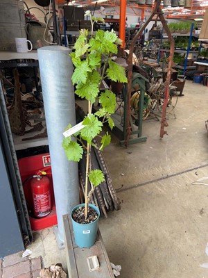 Lot Potted 3L Dornfelder grapevine