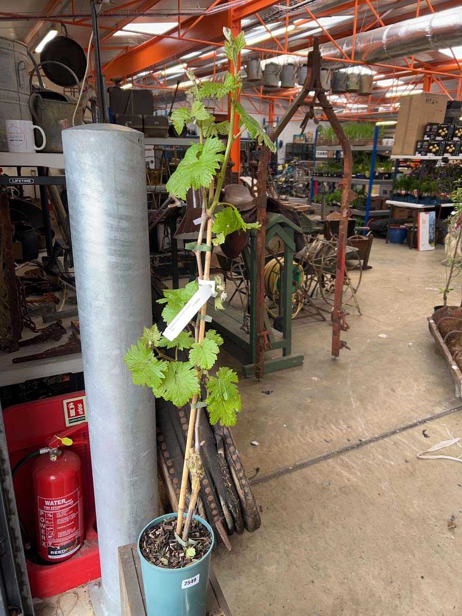 Lot 2549 - Potted 3L Dornfelder grapevine