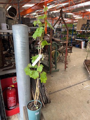Lot Potted 3L Dornfelder grapevine