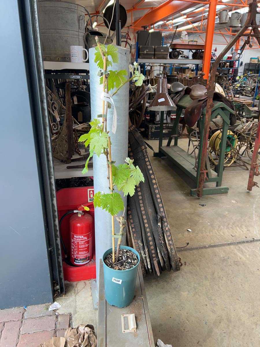 Lot 2550 - Potted 3L Dornfelder grapevine