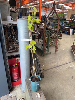 Lot Potted 3L Muscat Bleu grapevine