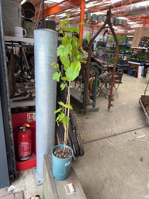 Lot Potted 3L Muscat Bleu grapevine