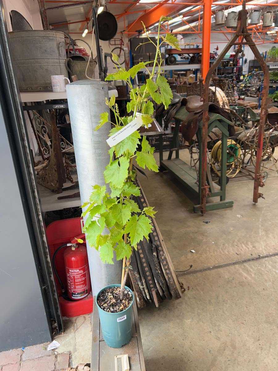 Lot 2553 - Potted 3L Muscat Bleu grapevine