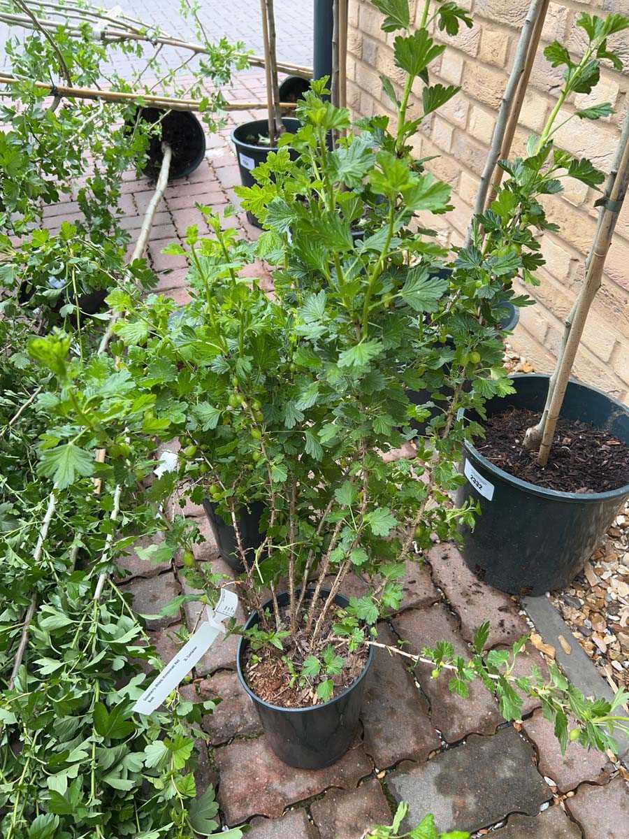 Lot 2554 - Pair of potted Hinnonmaki red gooseberry bushes