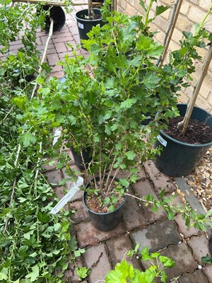 Lot Pair of potted Hinnonmaki red gooseberry bushes