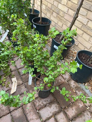 Lot Pair of potted Hinnonmaki yellow gooseberry...
