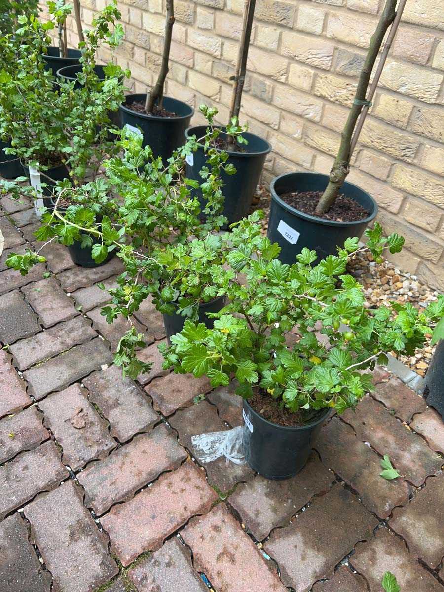 Lot 2557 - Pair of potted Hinnonmaki yellow gooseberry...