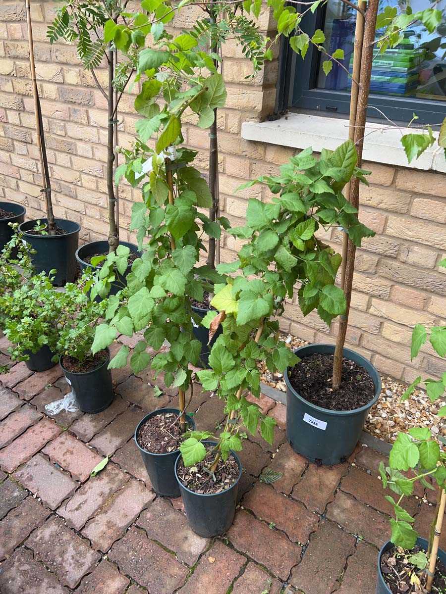 Lot 2558 - Pair of potted Buckingham tayberry fruit bushes