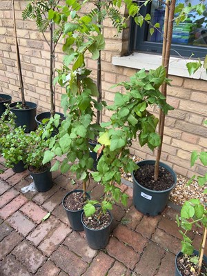 Lot Pair of potted Buckingham tayberry fruit bushes