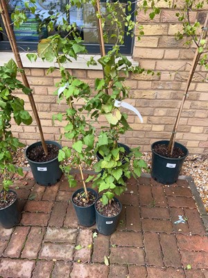 Lot Pair of potted Buckingham tayberry fruit bushes
