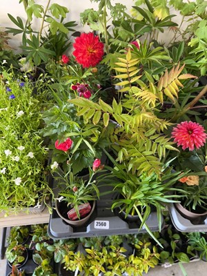 Lot Tray containing 8 mixed perrenial plants