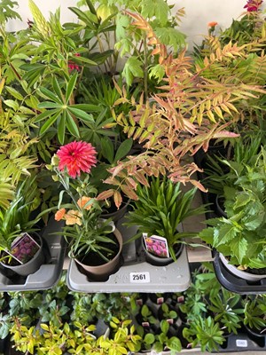 Lot Tray containing 8 mixed perrenial plants