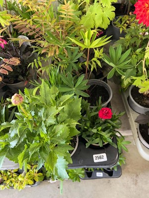 Lot Tray containing 8 mixed perrenial plants