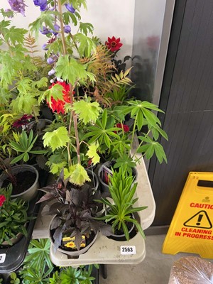 Lot Tray containing 8 mixed perrenial plants