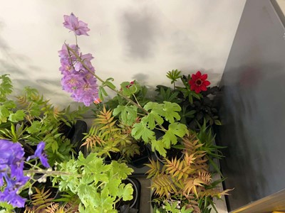Lot Tray containing 8 mixed perrenial plants