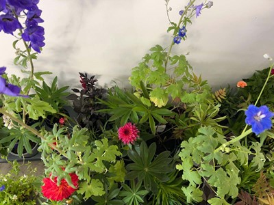 Lot Tray containing 8 mixed perrenial plants
