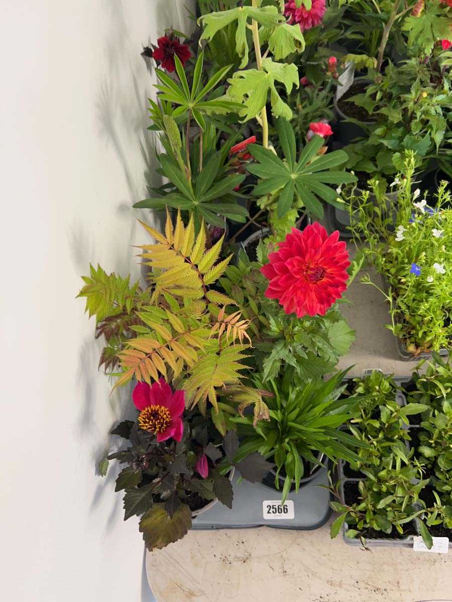 Lot 2566 - Tray containing 8 mixed perrenial plants