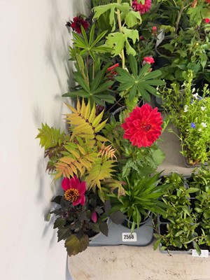 Lot Tray containing 8 mixed perrenial plants